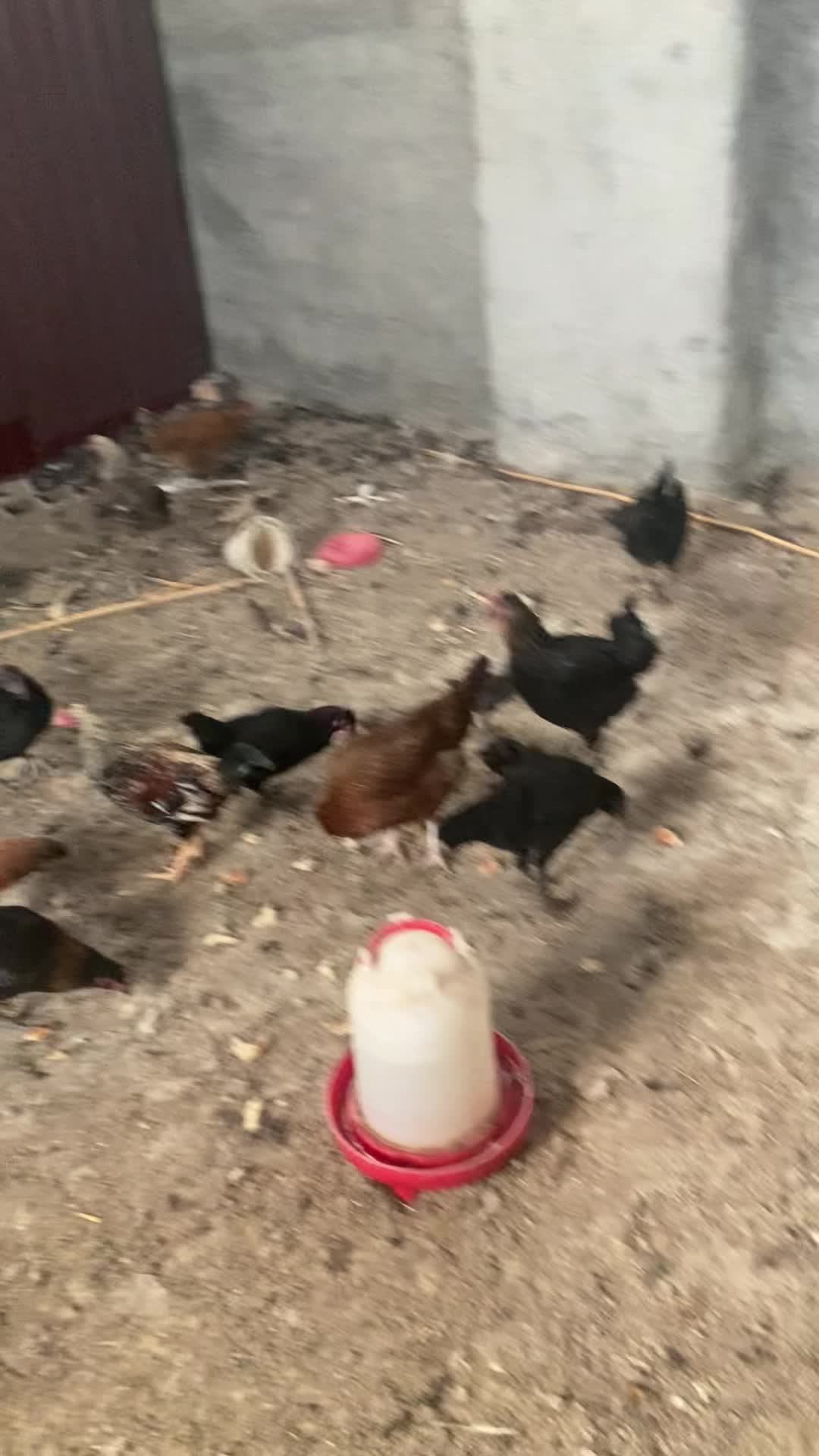 مرغ وخروش و جوجه|حیوانات مزرعه|گرگان, |دیوار