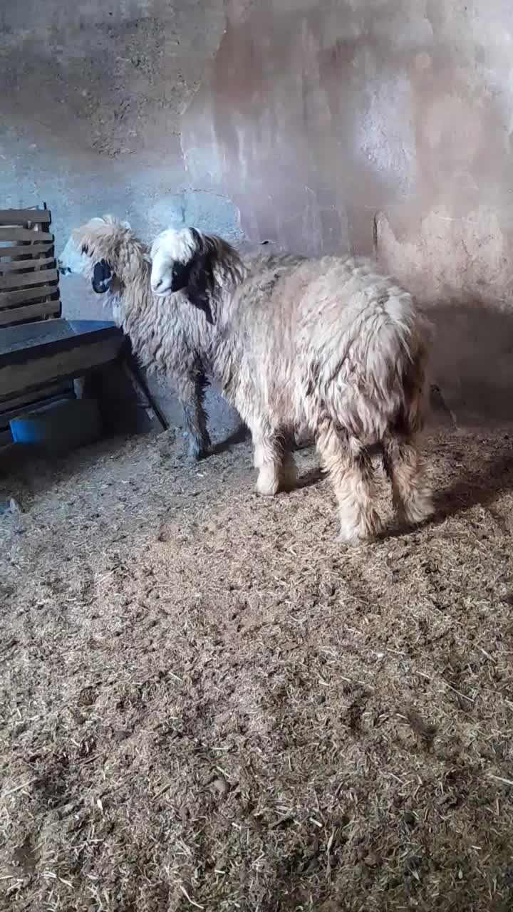 بره ماده درجه ۱ و چاق|حیوانات مزرعه|شهرکرد, |دیوار