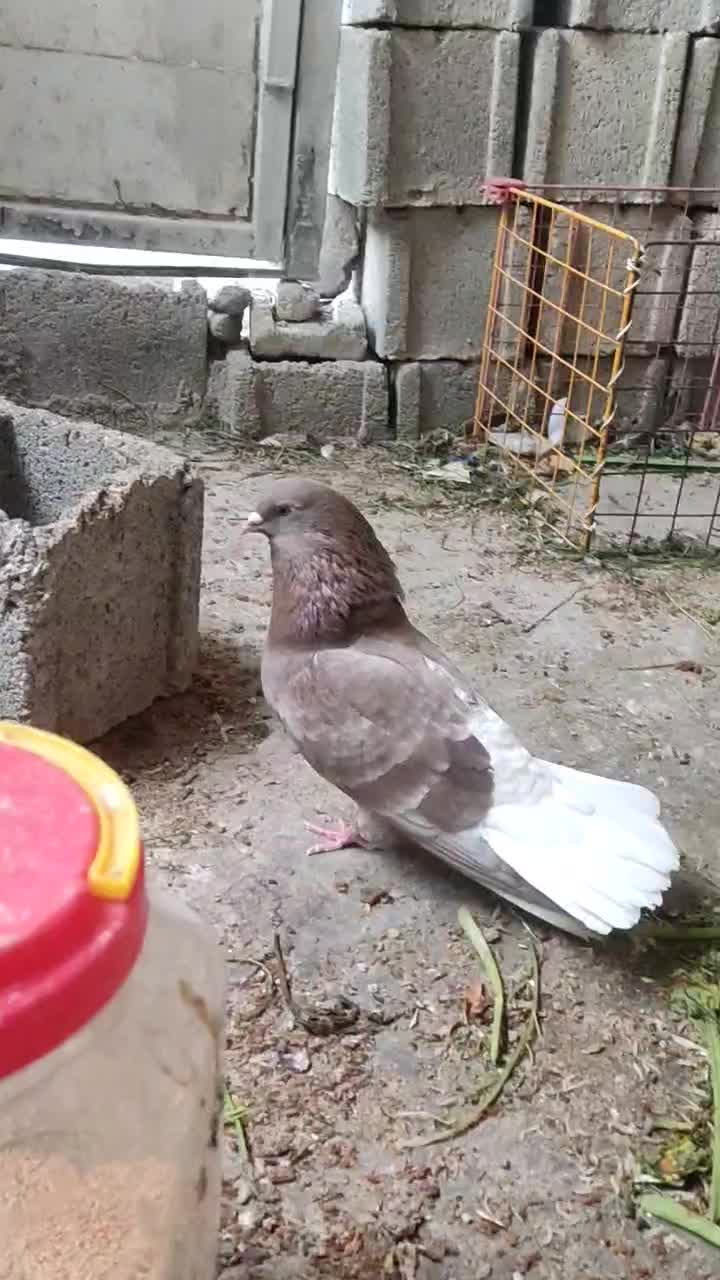 جوجه کبوتر|پرنده|برازجان, |دیوار