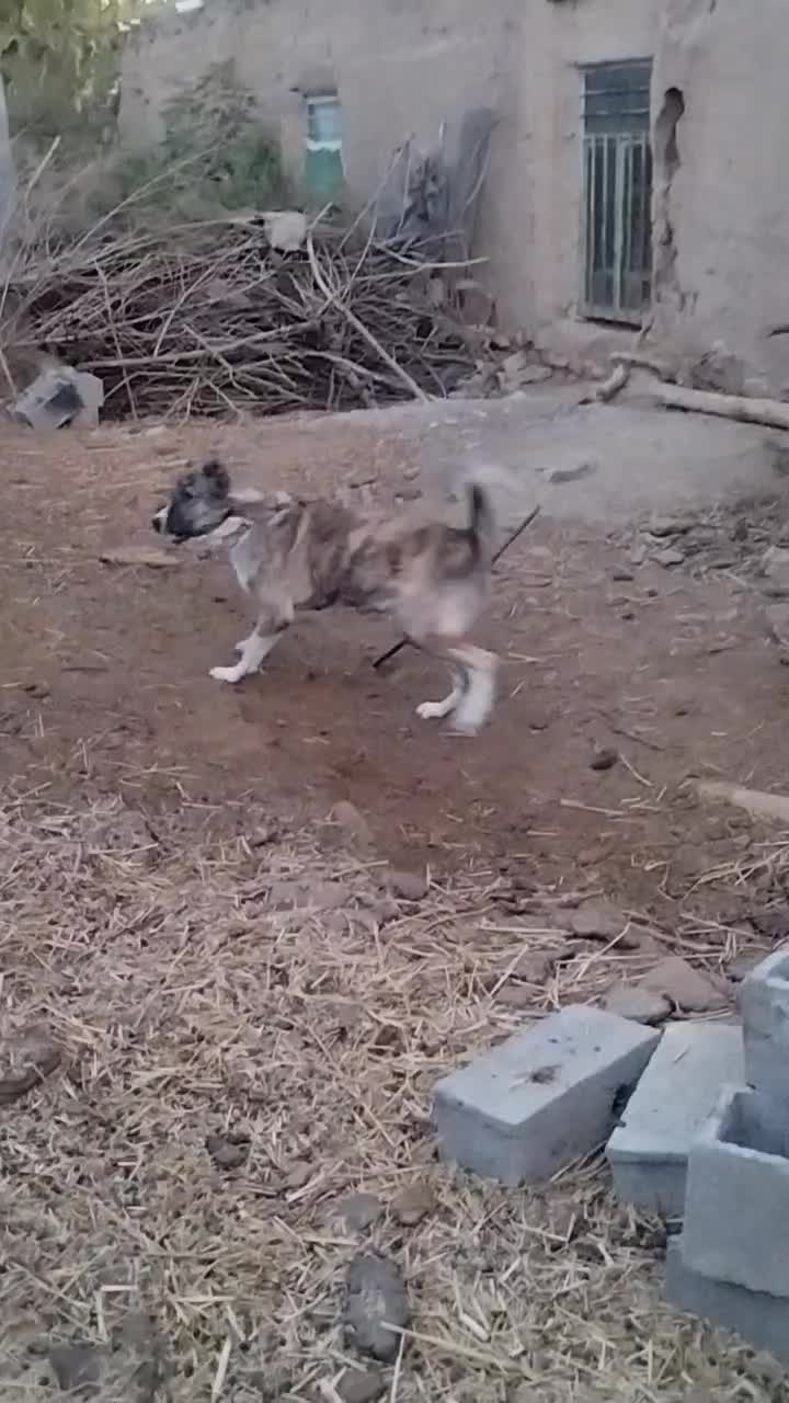 واگذاری سک گله اصیل، آماده نگهبانی|سگ|مشهد, نظام دوست|دیوار