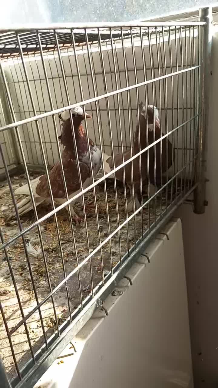 جفت شازده سرخ|پرنده|اردکان, |دیوار