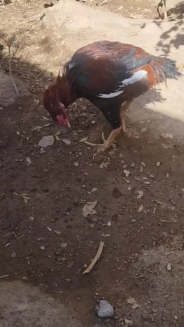 خروسومرغلاری|حیوانات مزرعه|تایباد, |دیوار