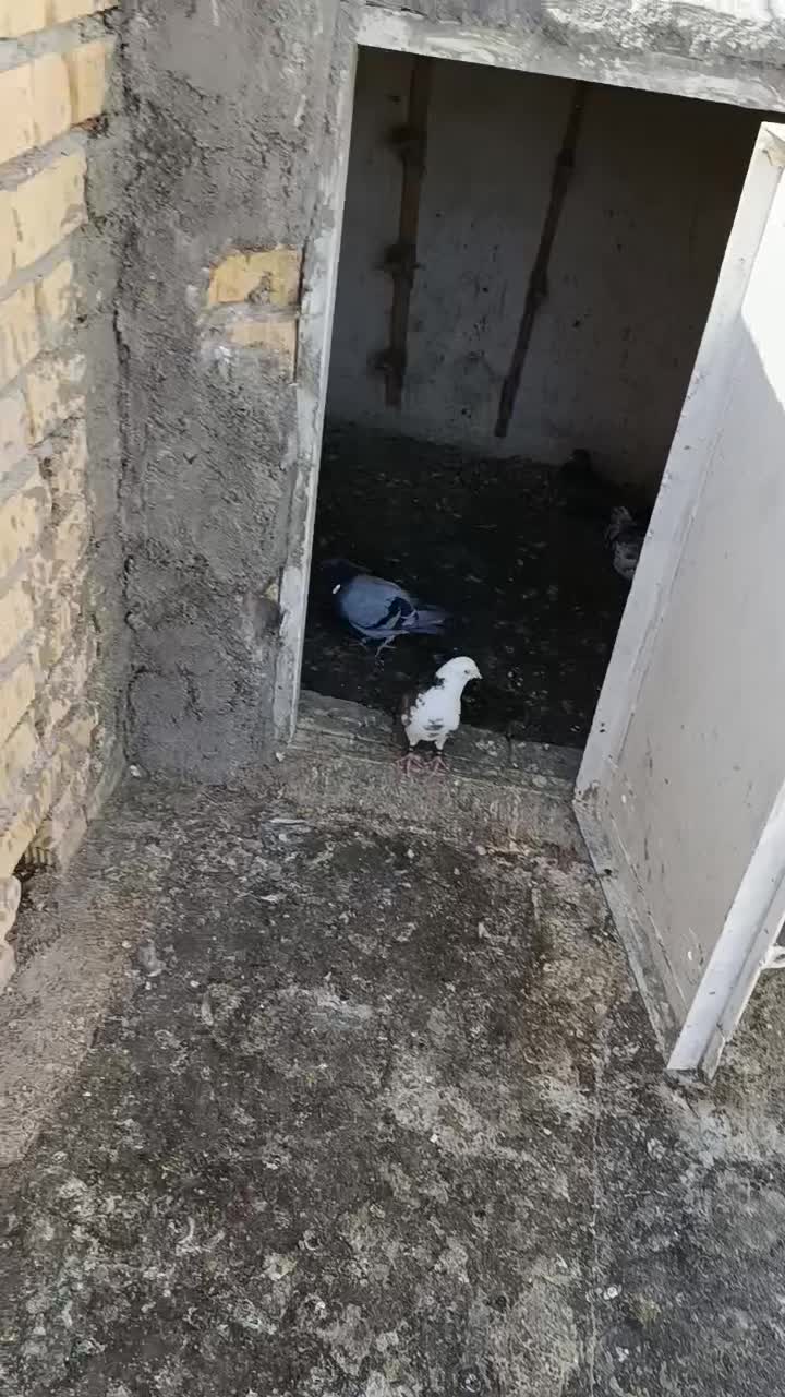 یک جفت پلاکی مسافتی نرماده معاوضه|پرنده|مرودشت, ثبت احوال|دیوار