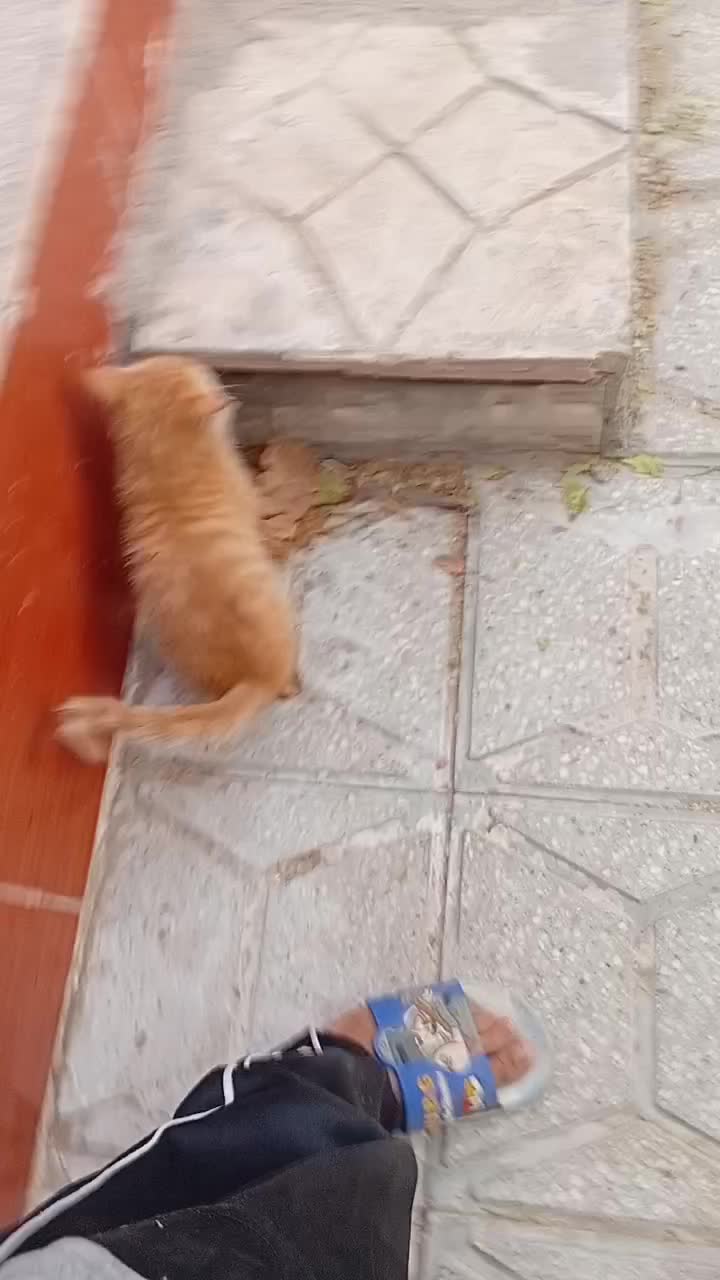 گربه عادتی خونگی|گربه|تربت جام, شهرک آزادگان|دیوار