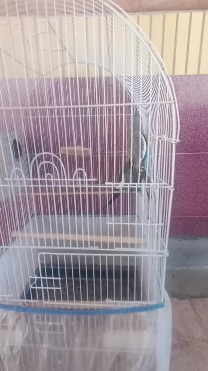 فروش یک جفت عروس هلندی وایت فیس|پرنده|قشم, |دیوار