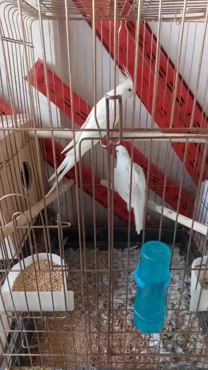 دو جفت عروس هلندی البینو ضمانتی|پرنده|بوکان, |دیوار