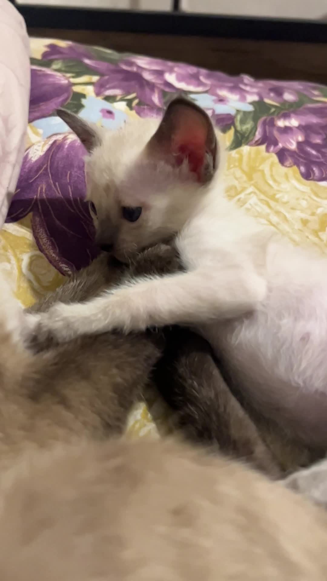 گربه سیامی اصیل|گربه|تبریز, |دیوار