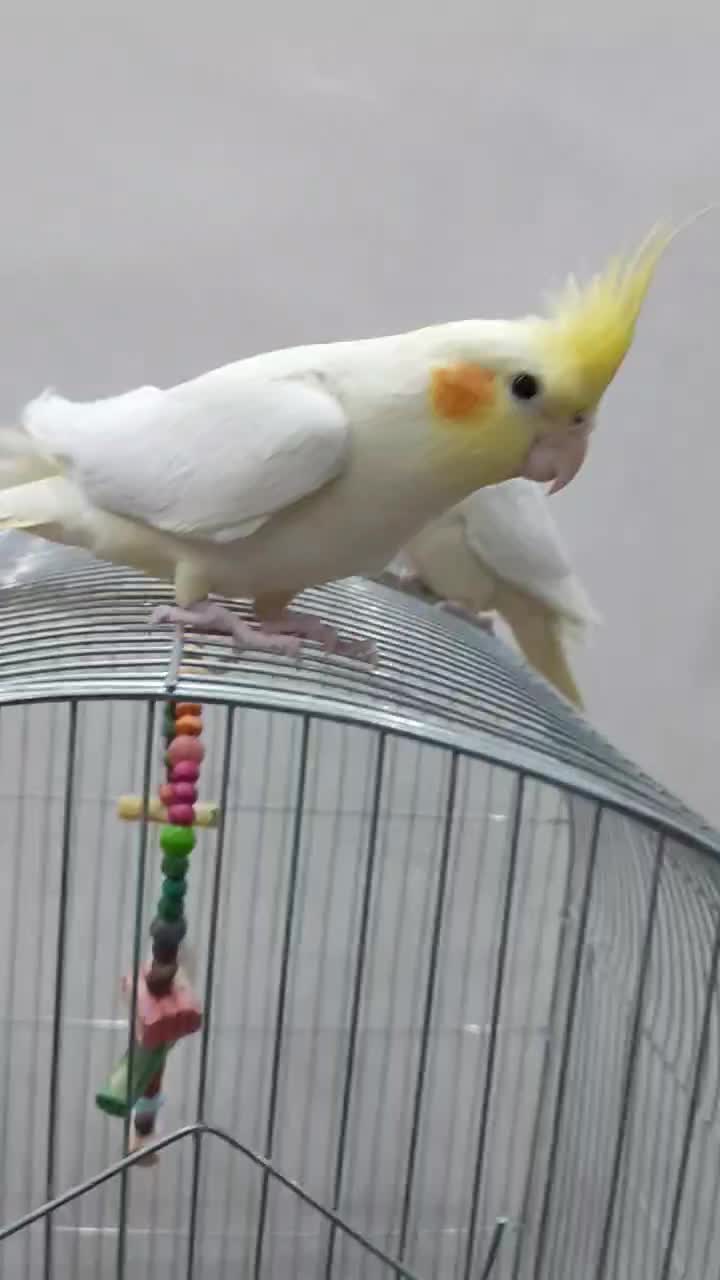 عروس هلندی لوتینو جوان بالغ|پرنده|دورود, |دیوار