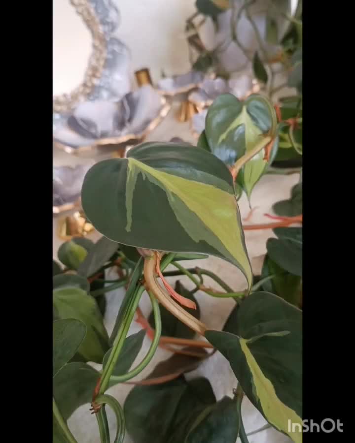 ظروف عید و سرو|صنایع دستی و سایر لوازم تزئینی|بروجرد, |دیوار