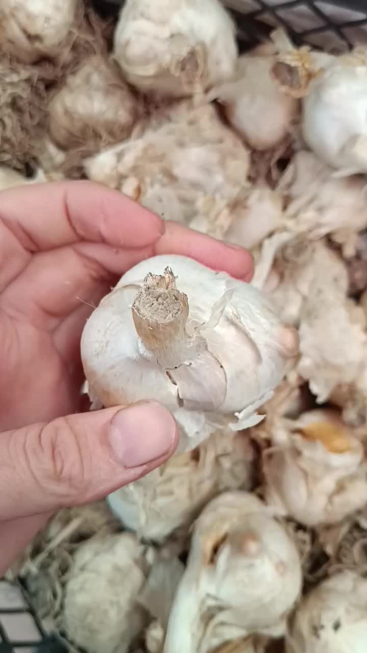 موسیر برا غذا و بذری برا کاشت|خوردنی و آشامیدنی|ساری, |دیوار