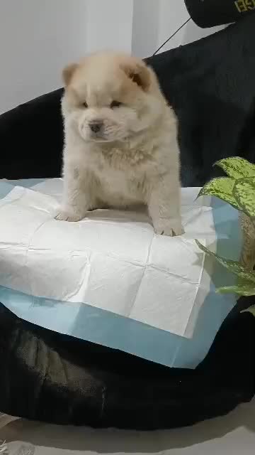 چاووچاوو نر دو ماهه|سگ|تهران, خانیآباد|دیوار