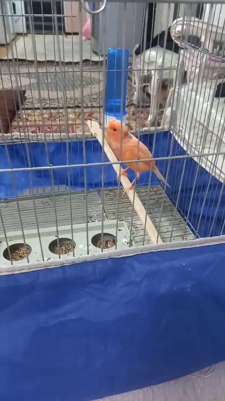 قناری ردفاکتور برفی اصل|پرنده|اردبیل, |دیوار