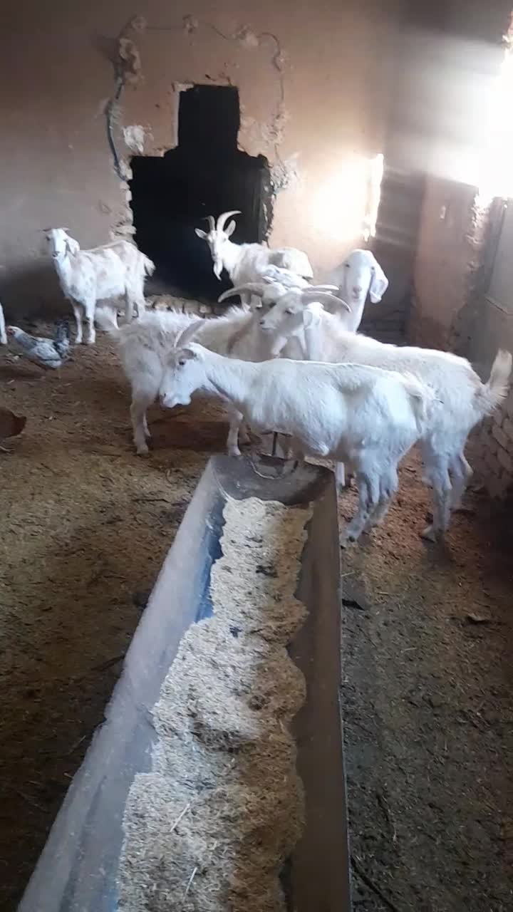 بز سانن|حیوانات مزرعه|نیشابور, ریوند|دیوار