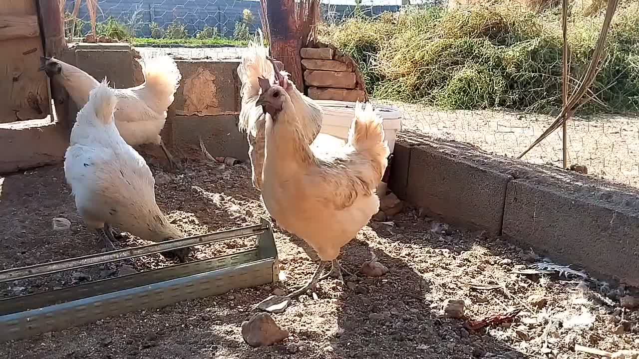 سلام تخم مرغ نطفه دار|حیوانات مزرعه|رفسنجان, |دیوار