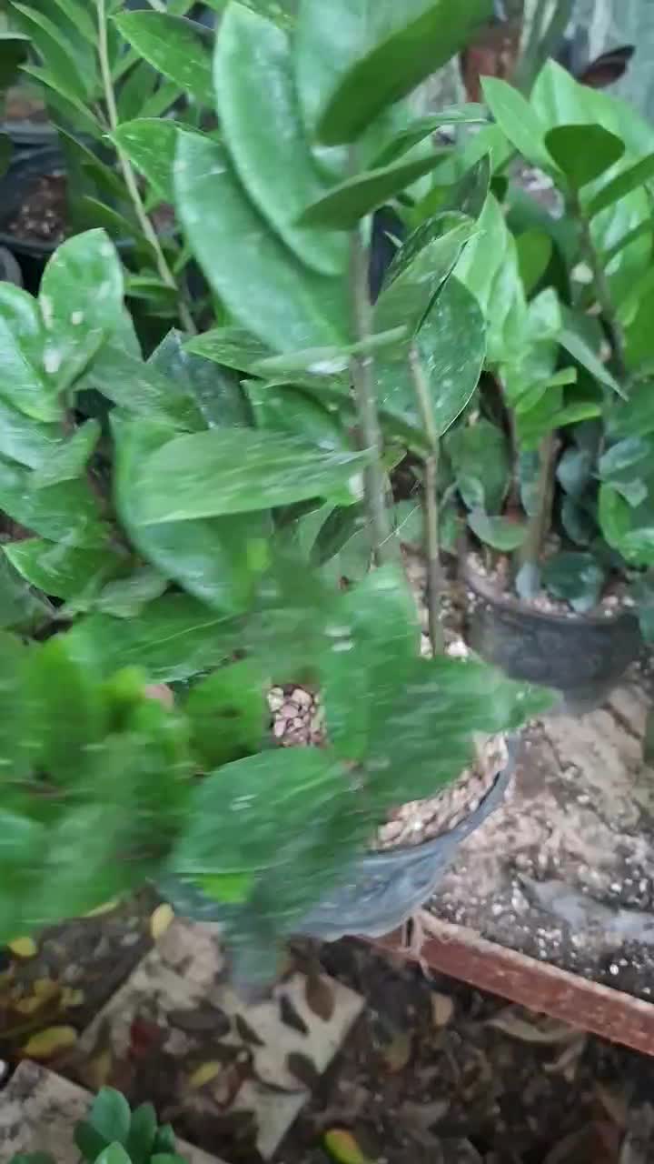 دیفن باخیا انجیری ابلق|گل و گیاه طبیعی|گرگان, |دیوار