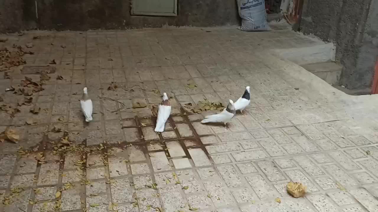 کبوتر طوقی|پرنده|هرسین, |دیوار