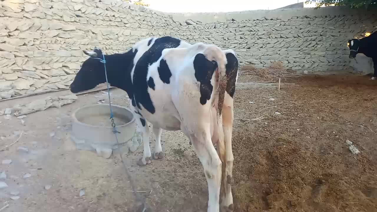 گاو گوساله|حیوانات مزرعه|آشخانه, |دیوار