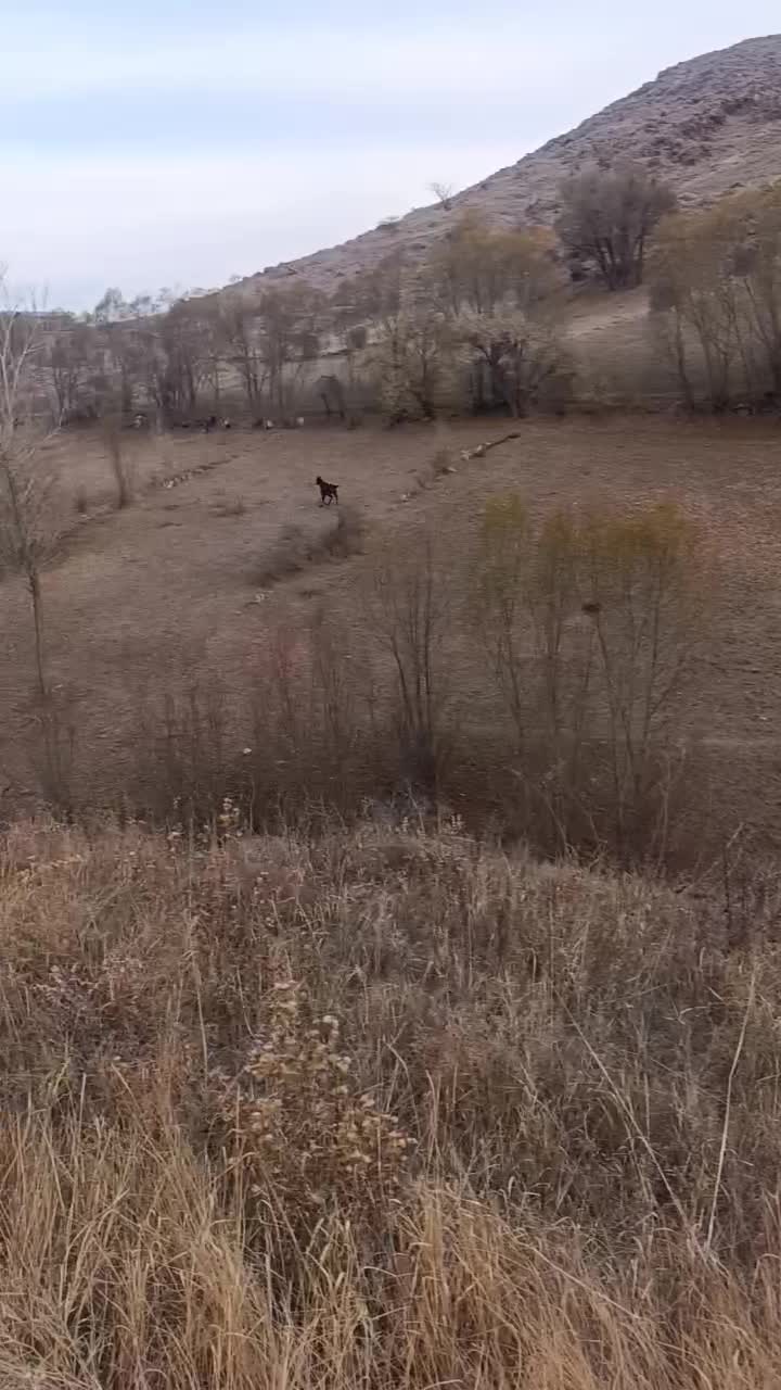 اسب نر ۱ساله|اسب و تجهیزات اسب‌سواری|ورزقان, |دیوار