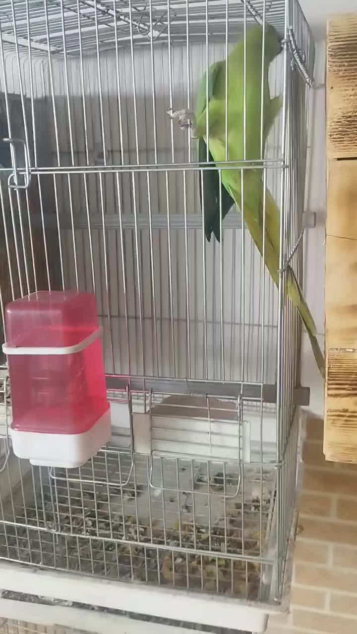 طوطی ملنگو مولدسالنی|پرنده|صدرا-فارس, فاز ۱|دیوار