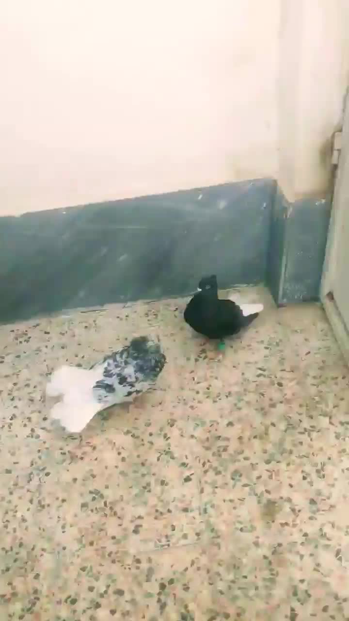 کبوتر کوهی دمسفید اشعل سبز دمسفید|پرنده|اهواز, فاز ۱ پادادشهر|دیوار