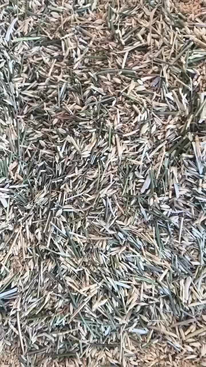 بوجاری گندم|خدمات باغبانی و درختکاری|خوی, |دیوار