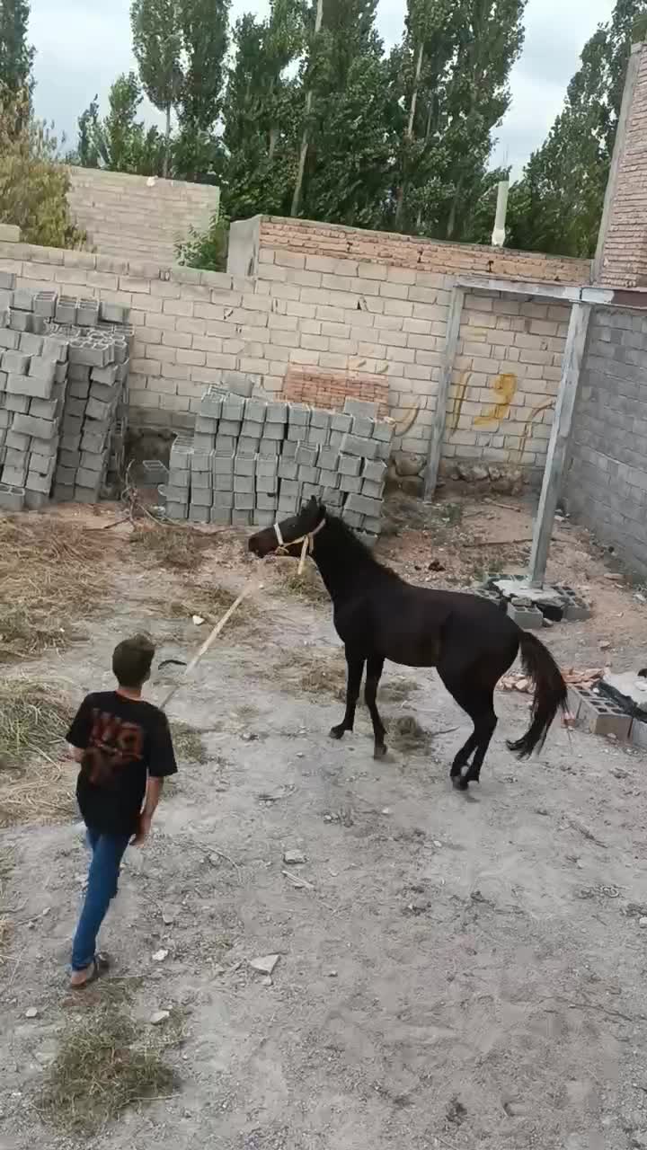 اسب|اسب و تجهیزات اسب‌سواری|مشگین شهر, |دیوار
