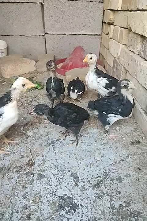 جوجه گلین ۴۰تاج،و خروس|حیوانات مزرعه|یزد, |دیوار