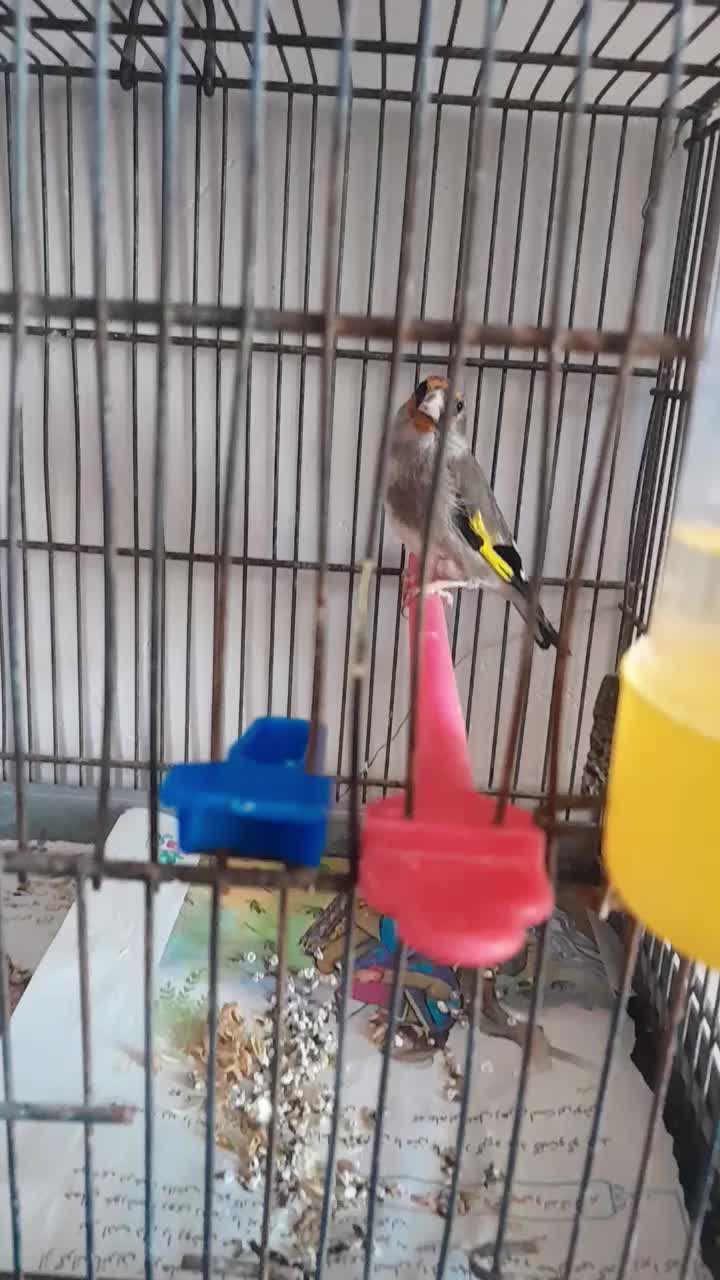 ۲ عدد سره کرمانی|پرنده|خاوران, |دیوار