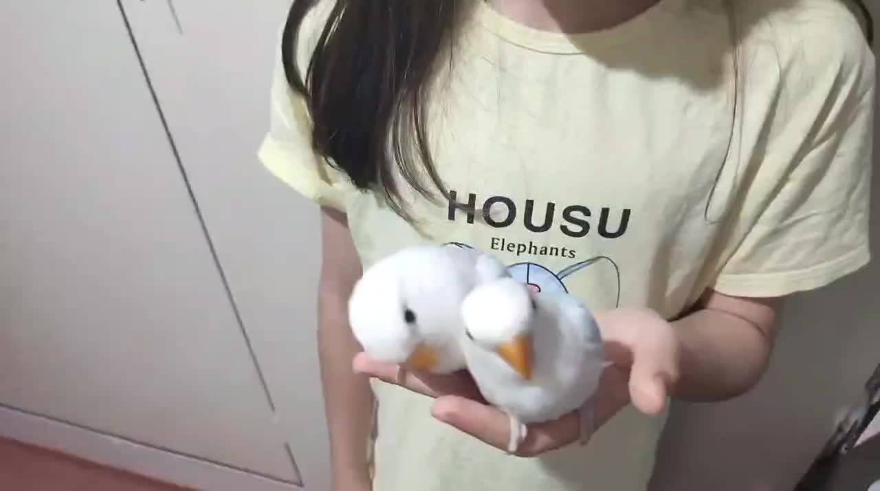 طوطی کوتوله برزیلی سرلاکی و کاملا دستی|پرنده|تهران, جنت‌آباد مرکزی|دیوار