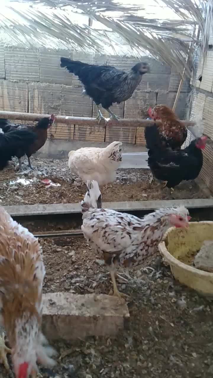 مرغ و خر‌وس گلین|حیوانات مزرعه|اردکان, |دیوار