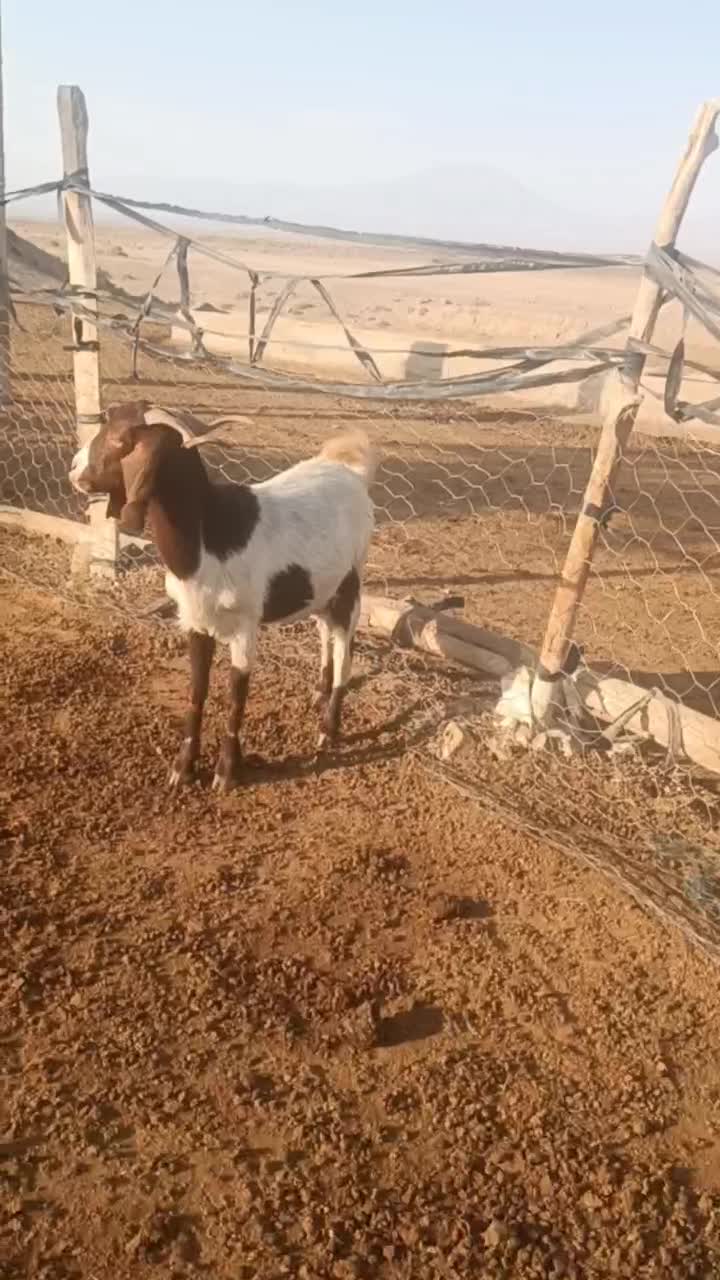 بز ابستن|حیوانات مزرعه|سبزوار, قصبه غربی|دیوار