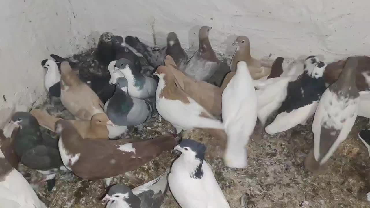 کبوتر|پرنده|بردسکن, |دیوار