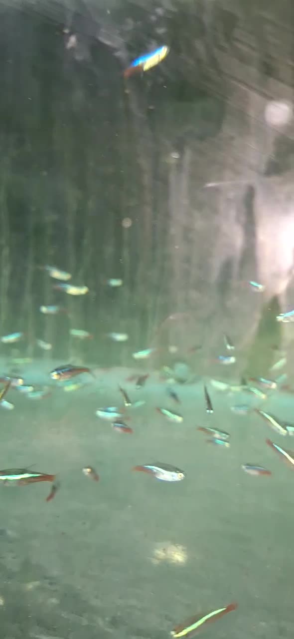 تترا نئون ابی|ماهی|چهارباغ, |دیوار