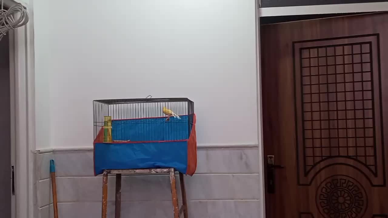 فروش یا معاوضه یک عدد مرغ مینا و قناری|پرنده|قم, ولیعصر|دیوار