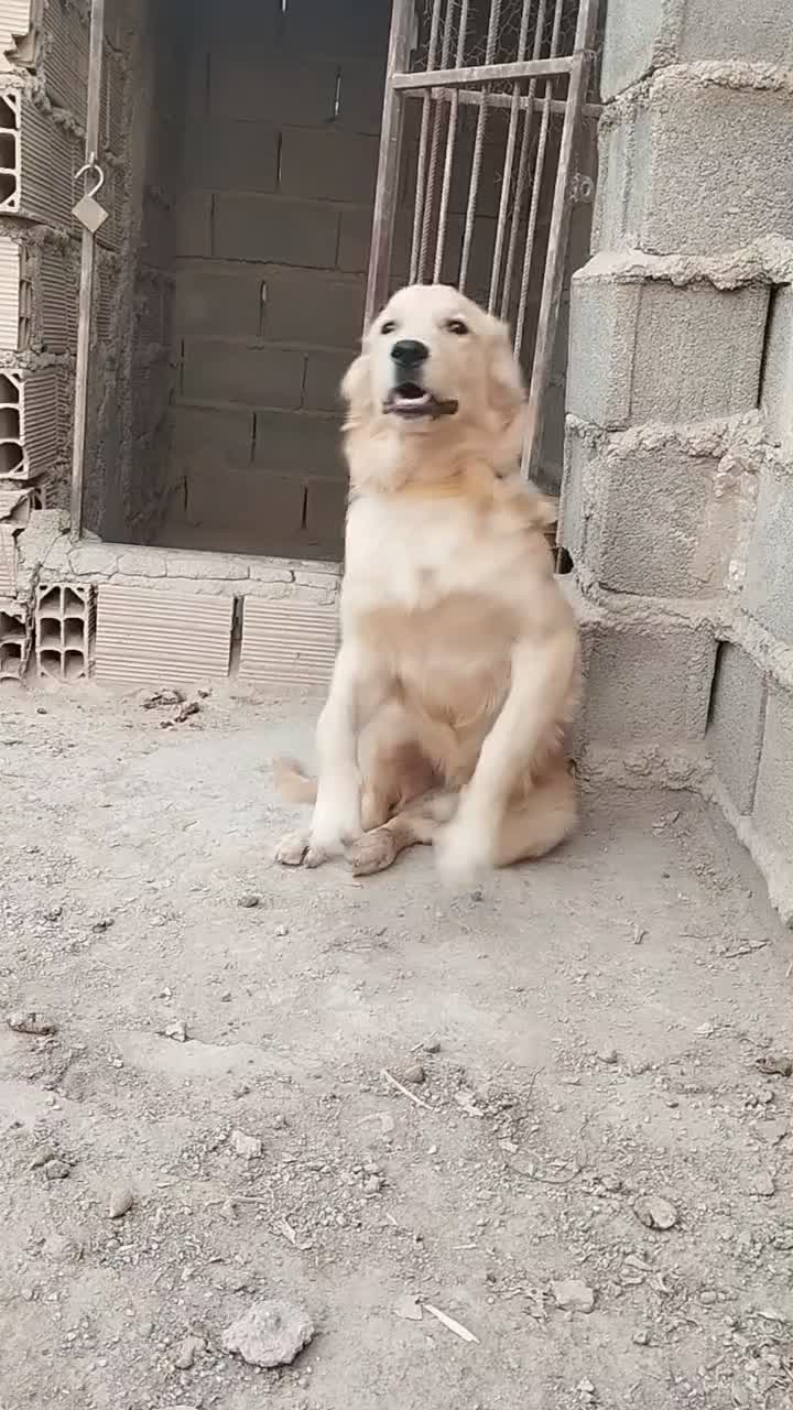 واگذاری گلدن واگذاری|سگ|قرچک, پویینک|دیوار