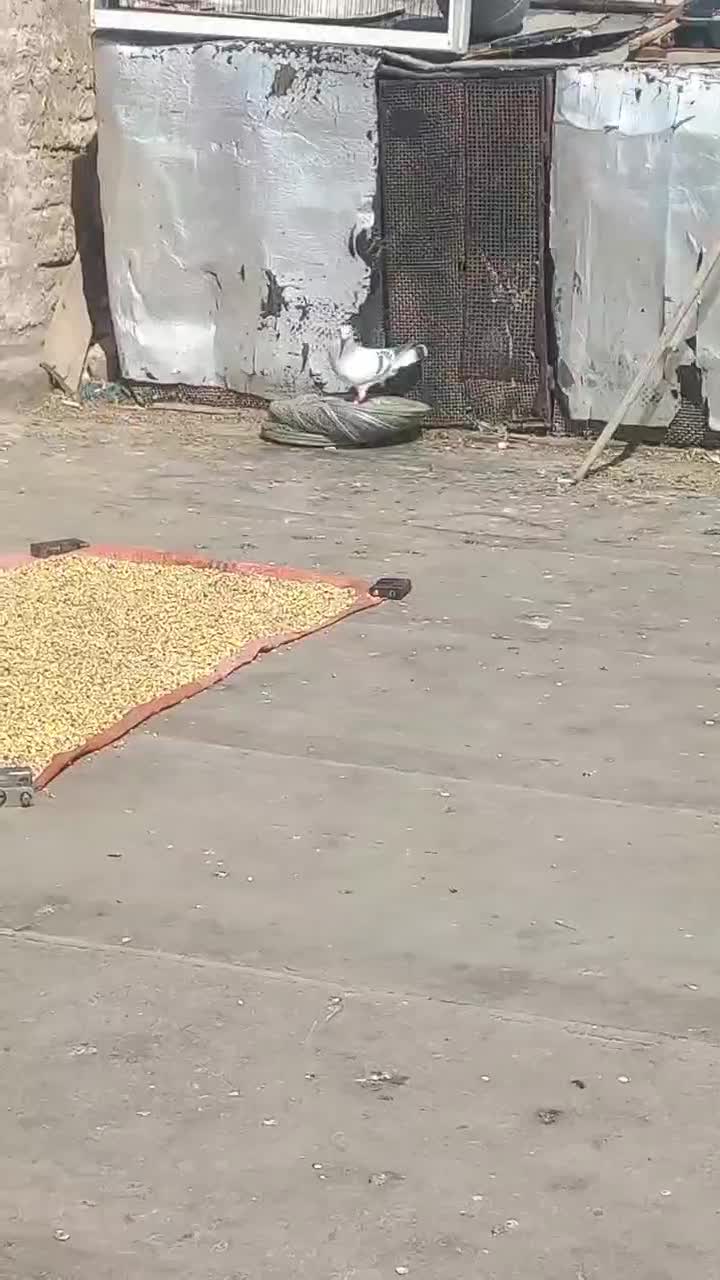 کفتر|پرنده|مشهد, تبادکان|دیوار