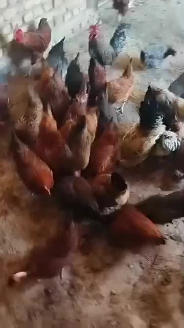 مرغ خروس جوان تاز به تخم اومدن|حیوانات مزرعه|کاشمر, |دیوار