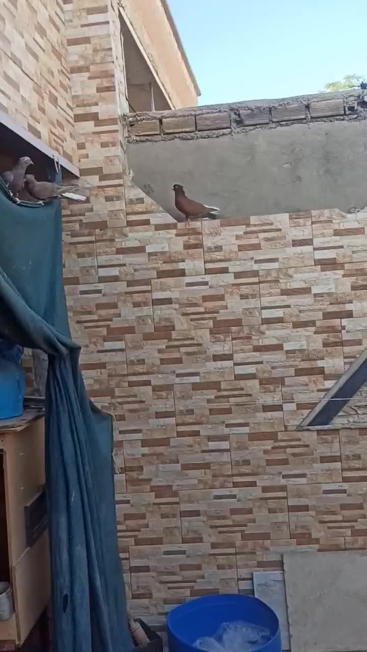 کبوتر دمی|پرنده|دوگنبدان, |دیوار