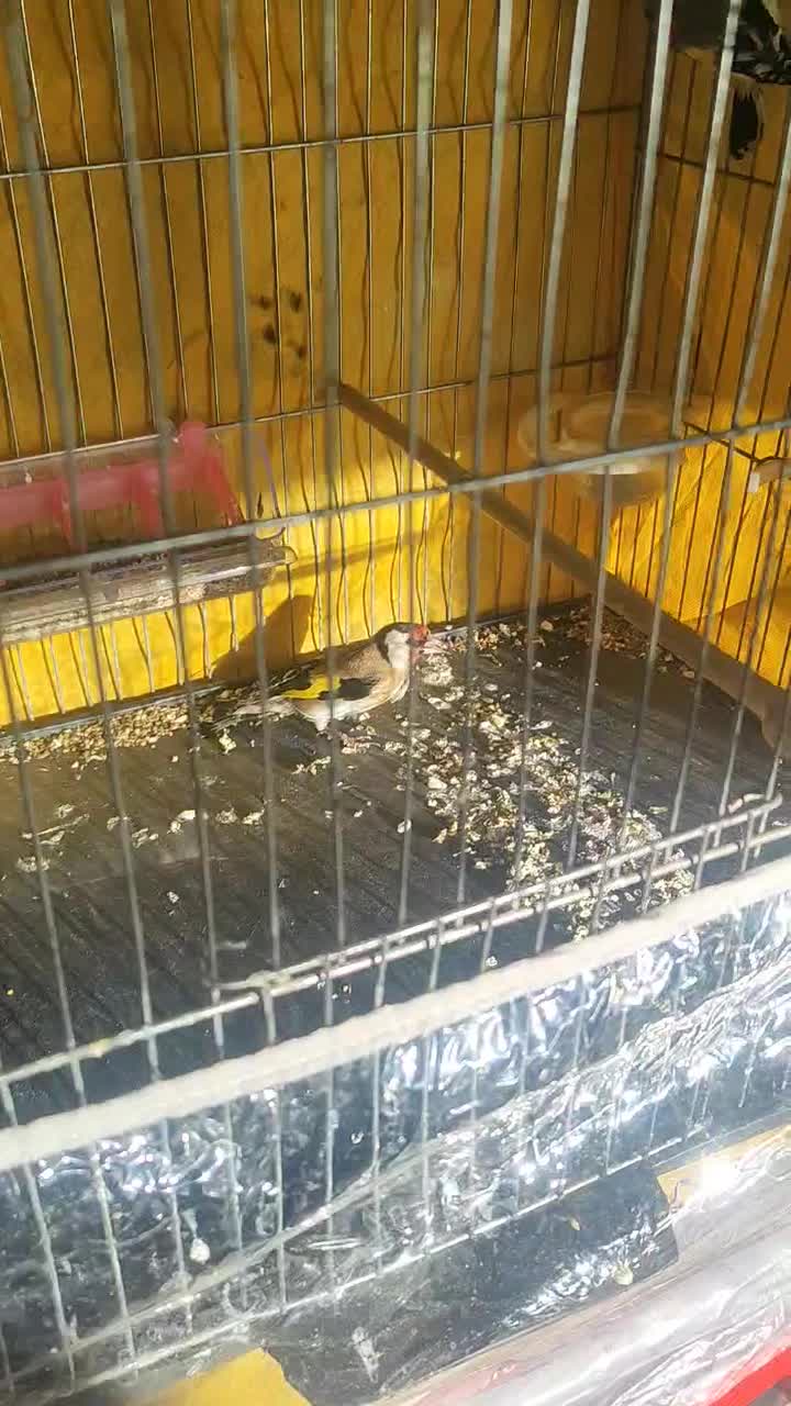 دوعددماده سهره کرمانشاهی|پرنده|کرمان, |دیوار