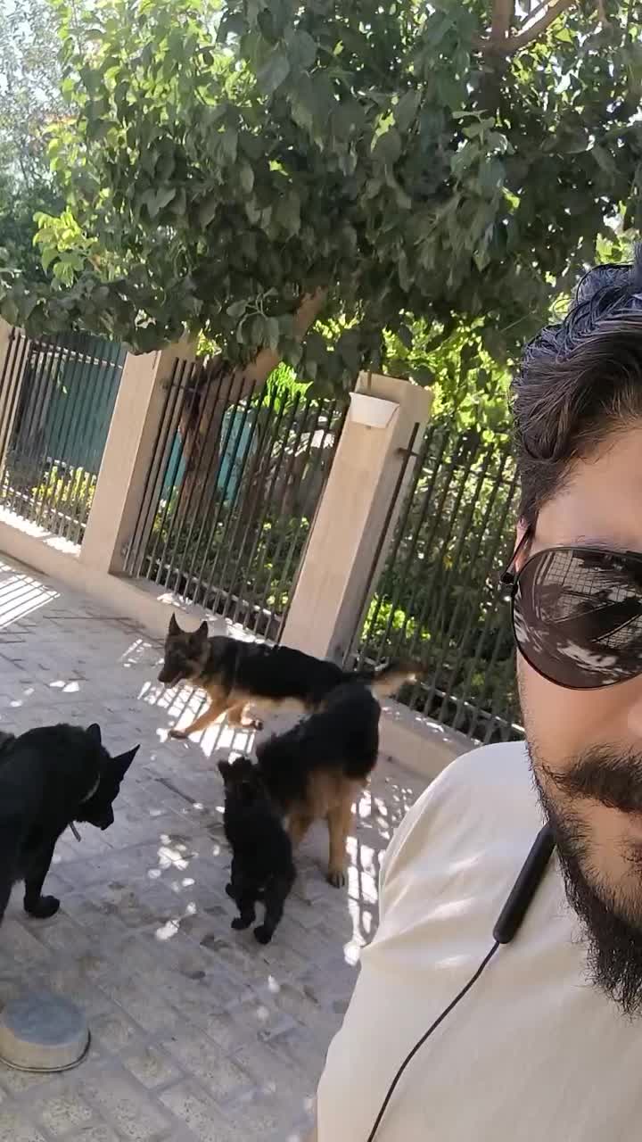 فروش تعدادی سگ مولد ژرمن گلدن مالینویز|سگ|فردیس, فرامرزیه|دیوار