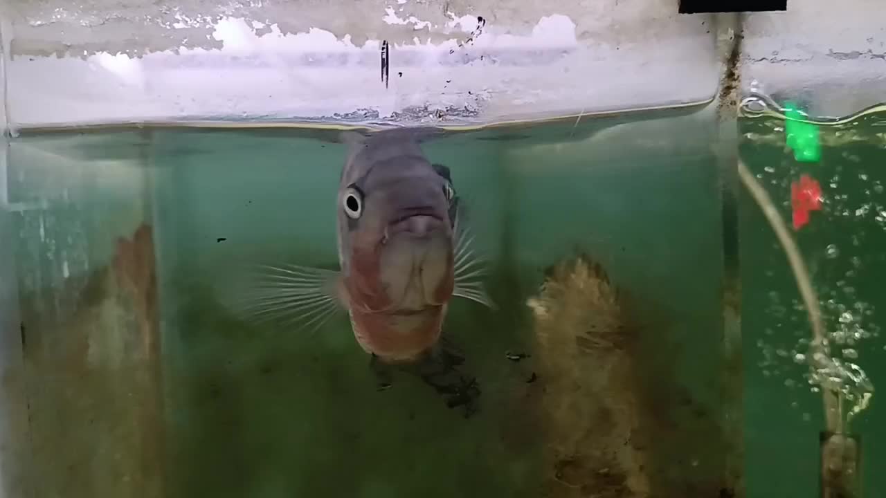 ماهی ویجا بلک بلت اکواریوم|ماهی|شیراز, غدیر شمالی|دیوار