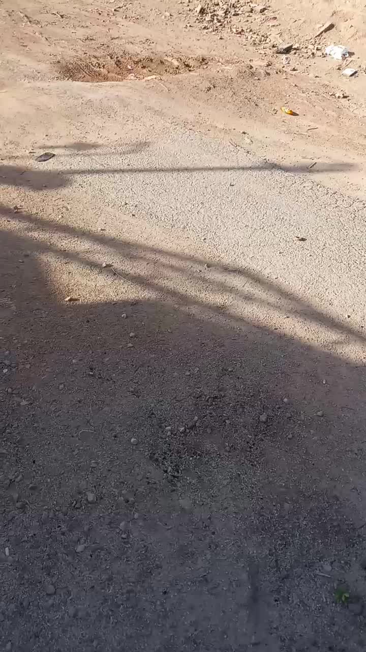 سگ ژرمن|سگ|اهواز, اهواز|دیوار