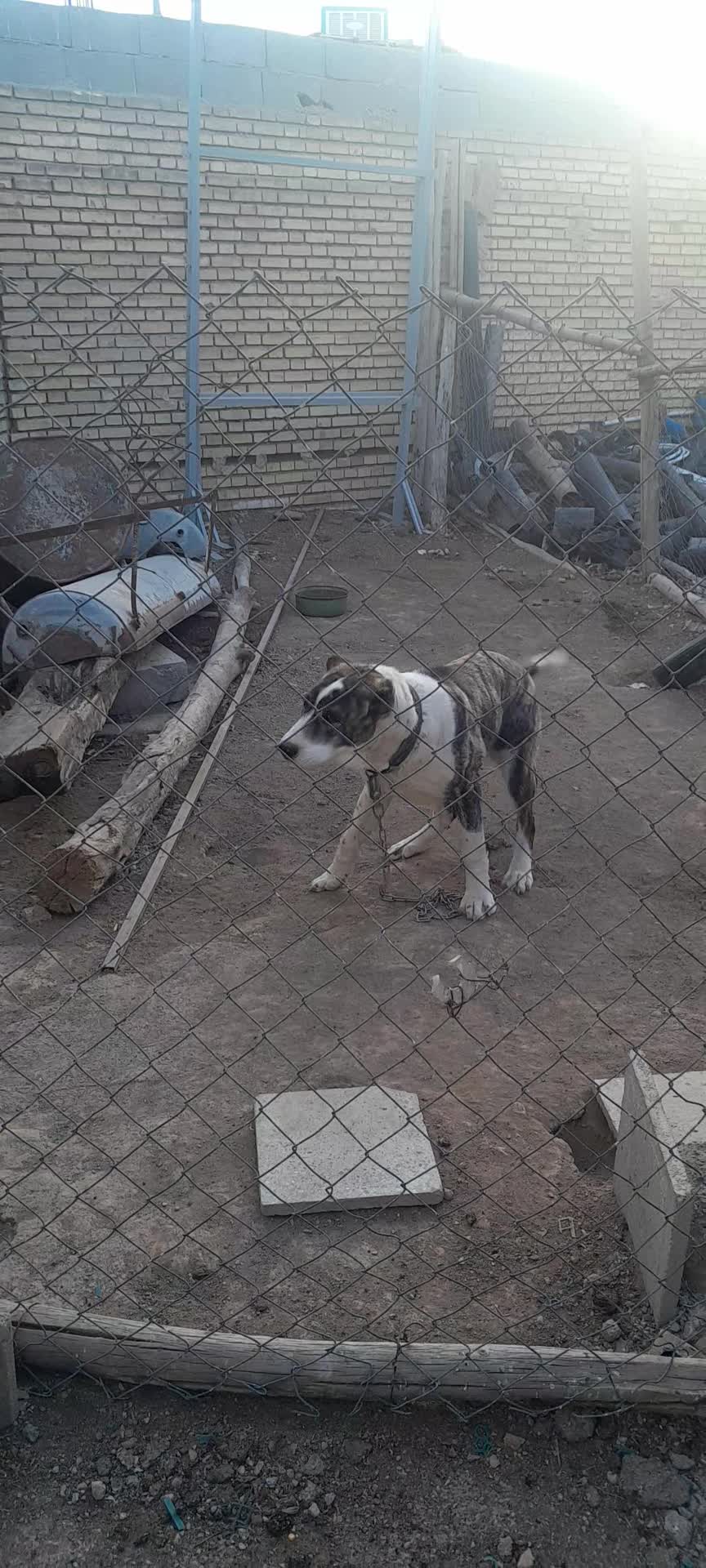 سگ الابای ترکمنستان اصیل|سگ|اصفهان, کارخانه قند اصفهان|دیوار