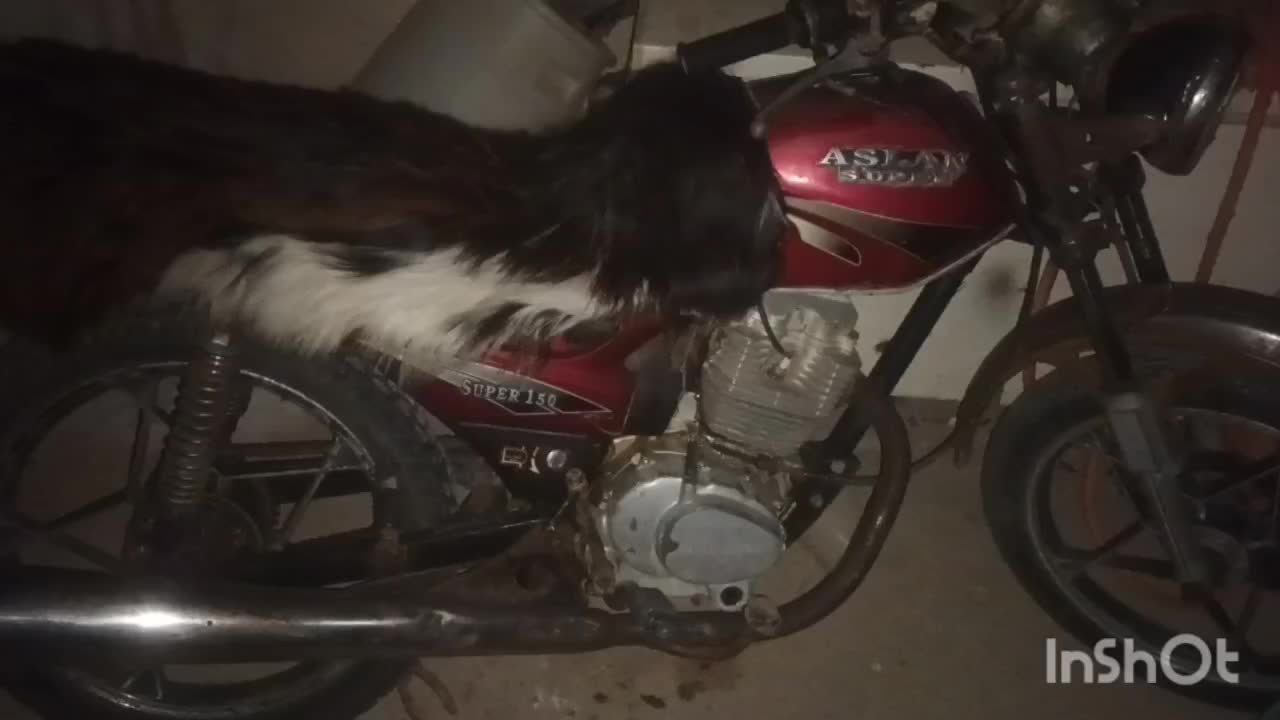 متور|موتورسیکلت|گمیشان, |دیوار