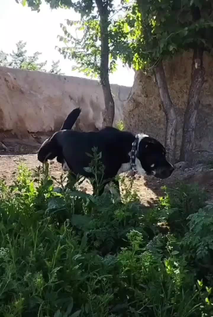 سگ سراب|سگ|ابهر, |دیوار