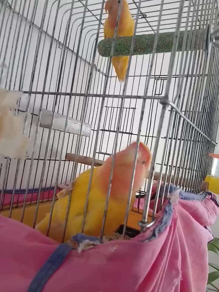 کوتوله سخنگو|پرنده|سبزوار, رباط|دیوار