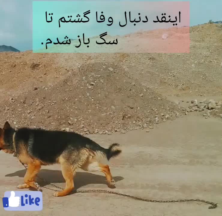 گمشده.|سگ|کرمان, |دیوار