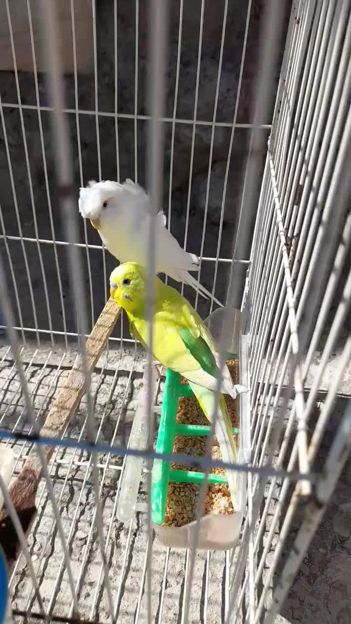 مرغ عشق|پرنده|چناران, |دیوار