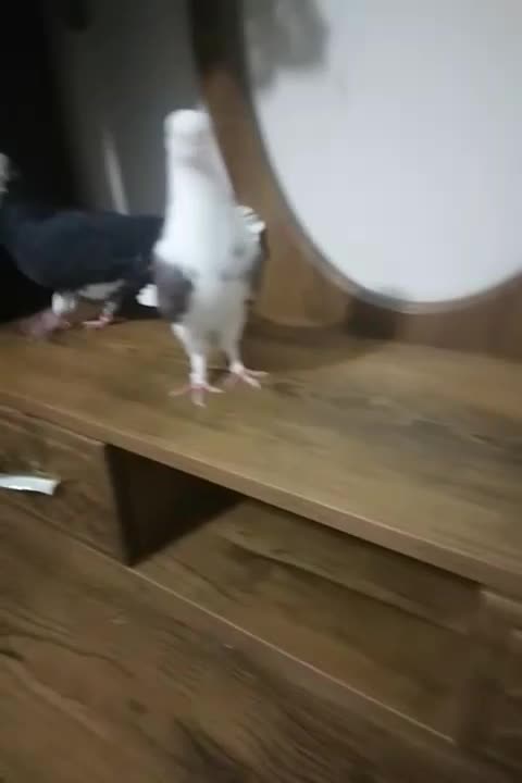 ی جفت کفتر آس|پرنده|قرچک, شهرک طلائیه|دیوار