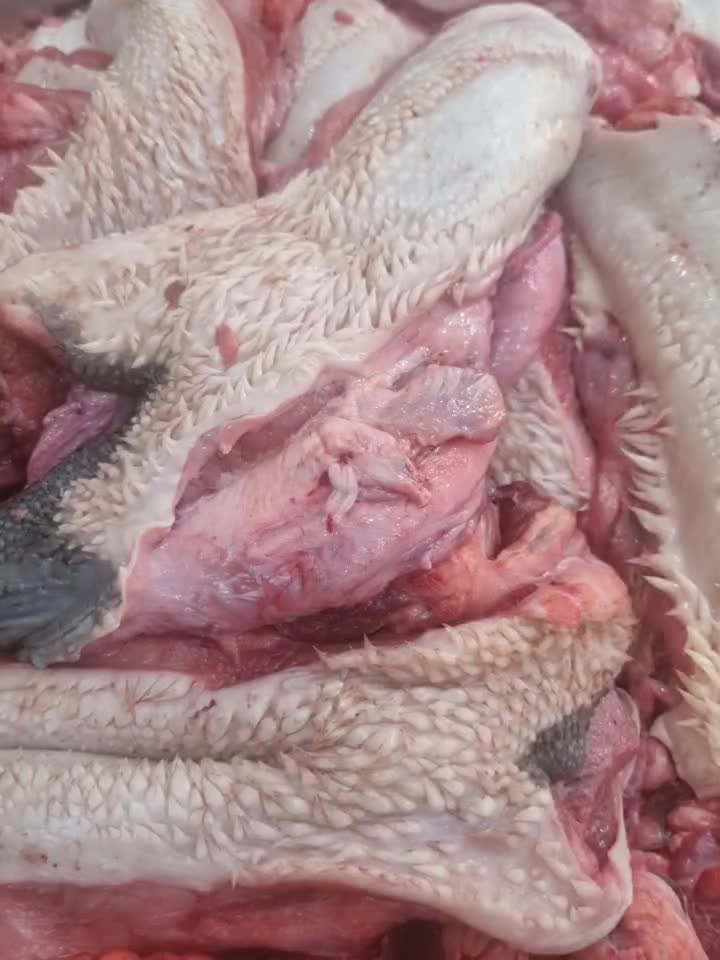 گوشت سر گوساله آبگوشتی وچرخی کیلو ۱۹۹۰۰۰|خوردنی و آشامیدنی|قم, ارم|دیوار